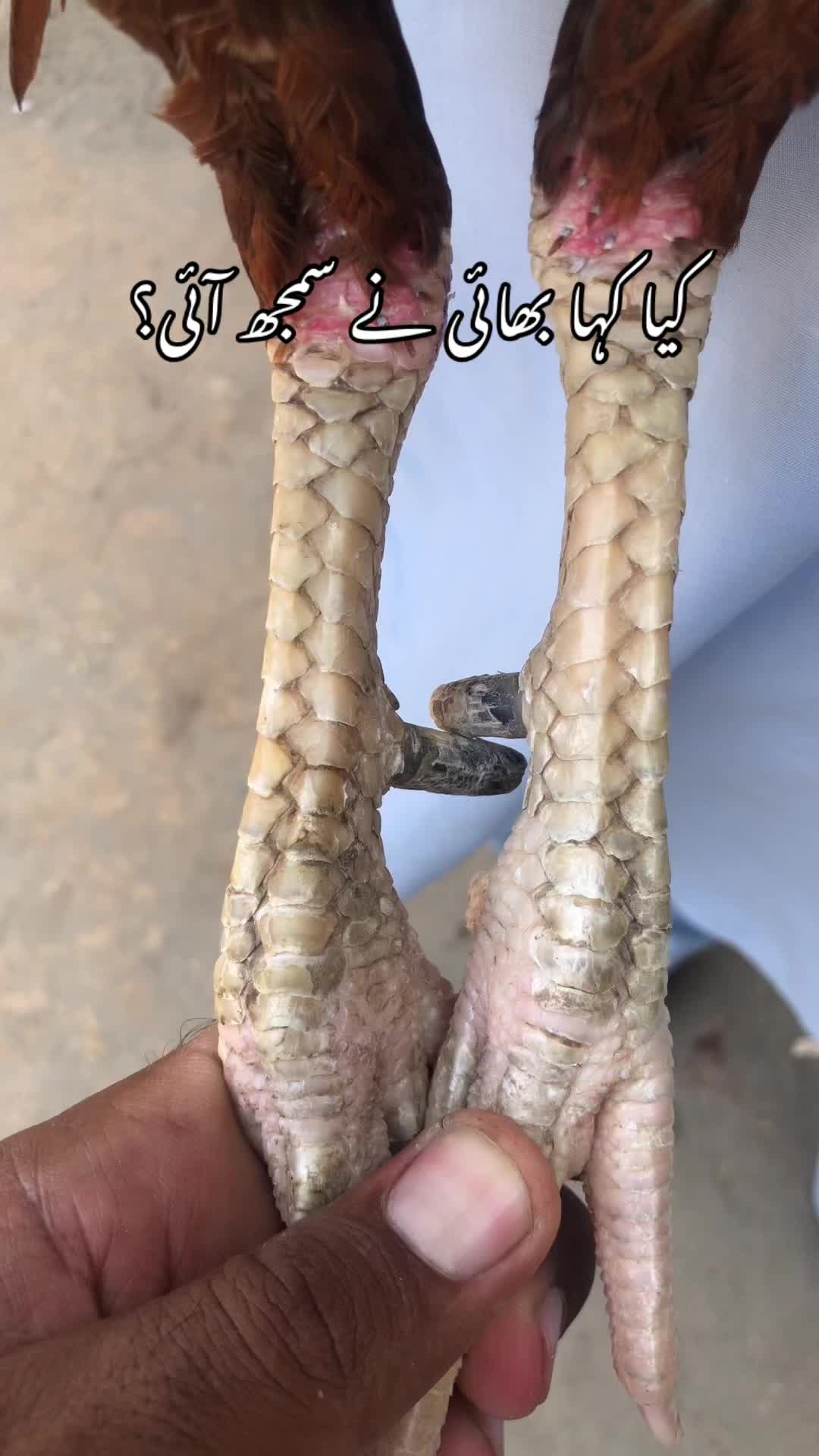 @Poultry Markaz