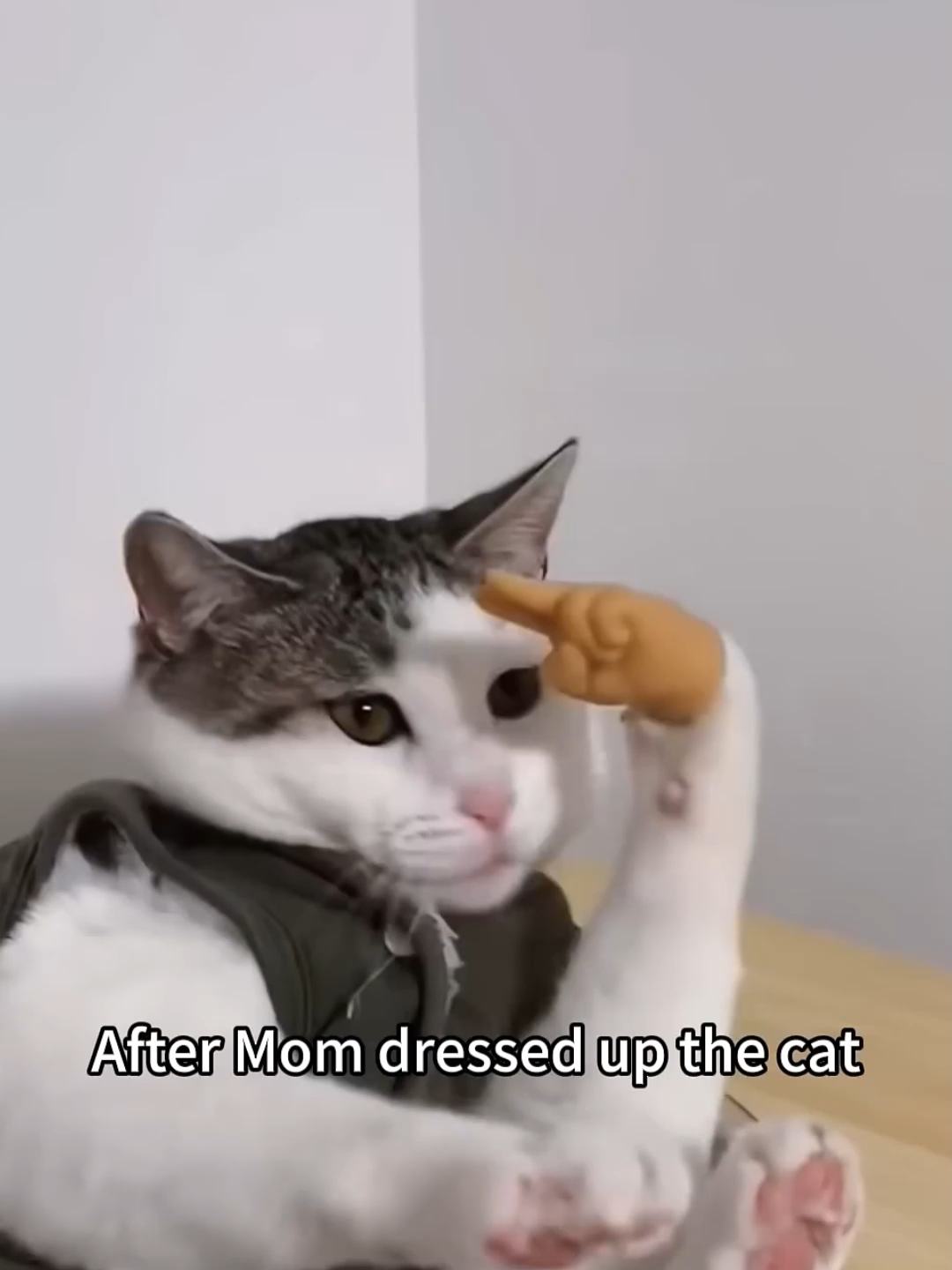 @Funny Cats 🐈