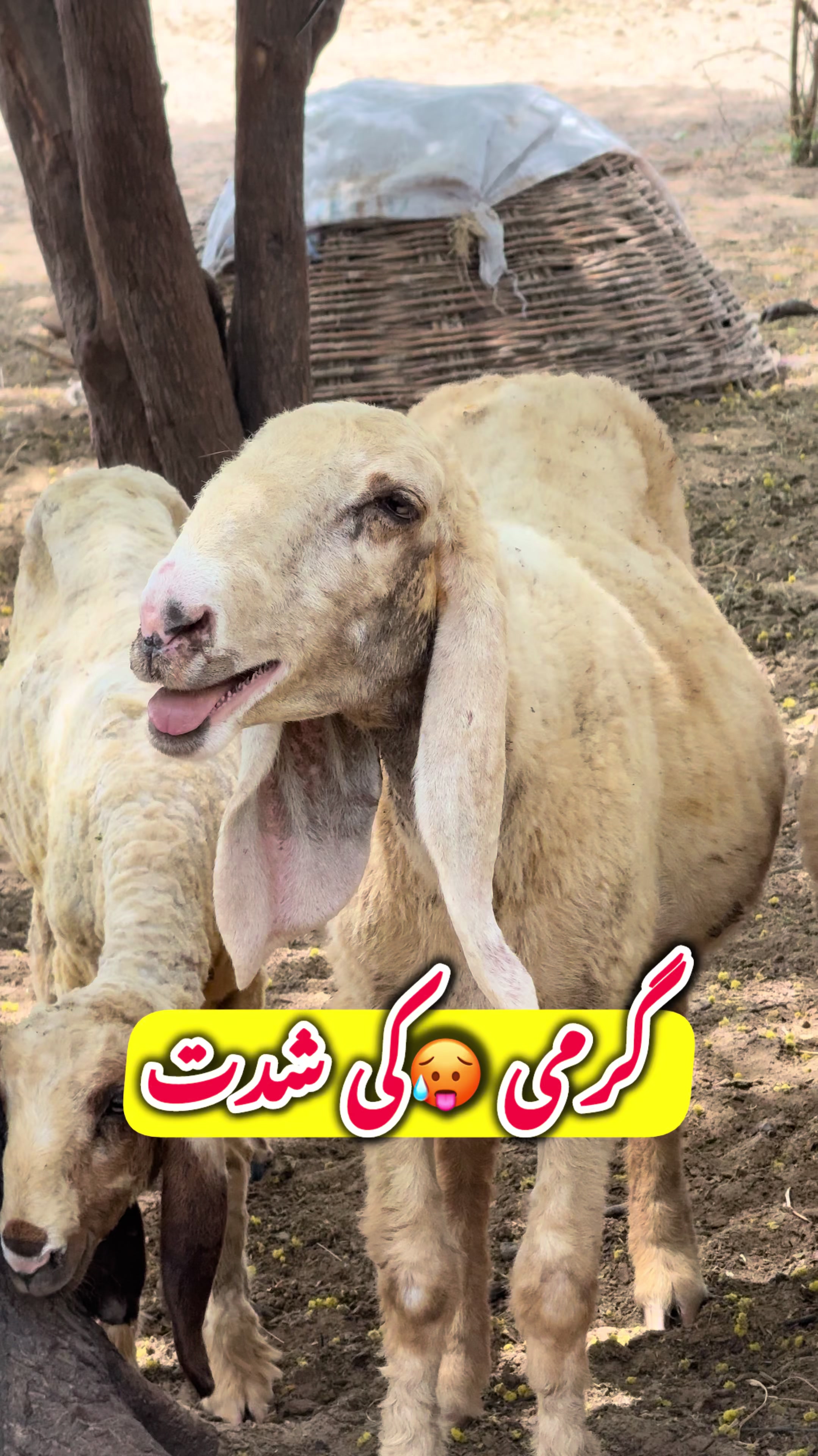 @vet.dr.mohsin4800