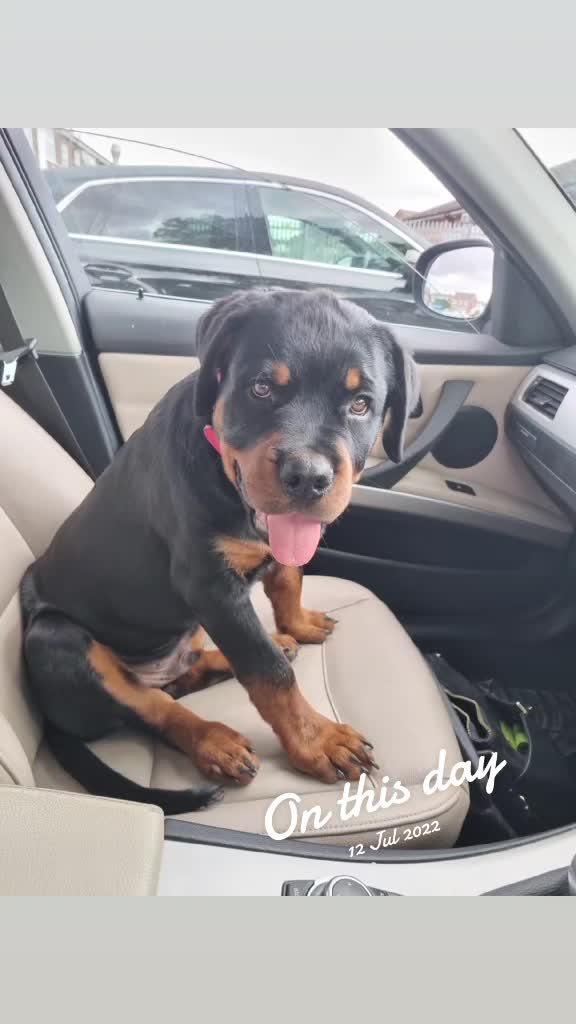 @Reggie the Rott