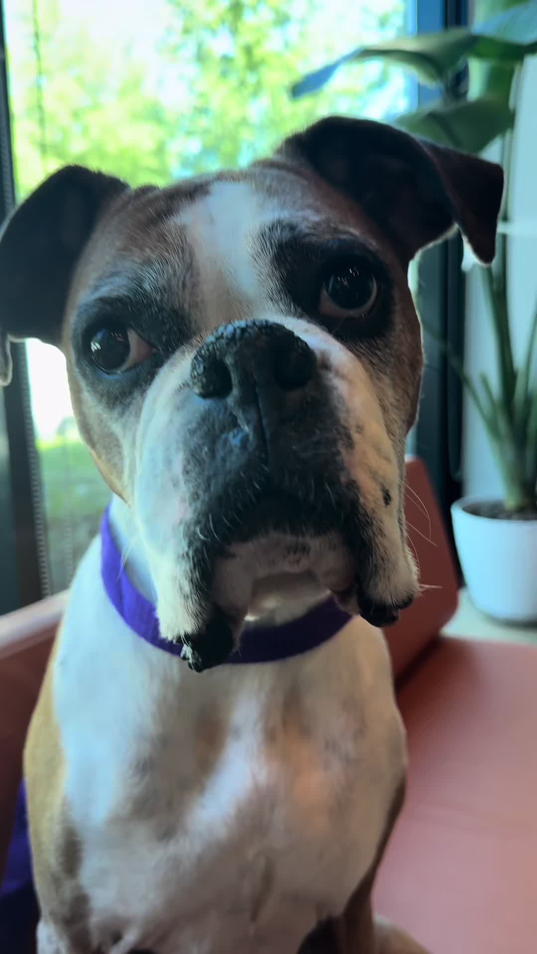 @boxermadness