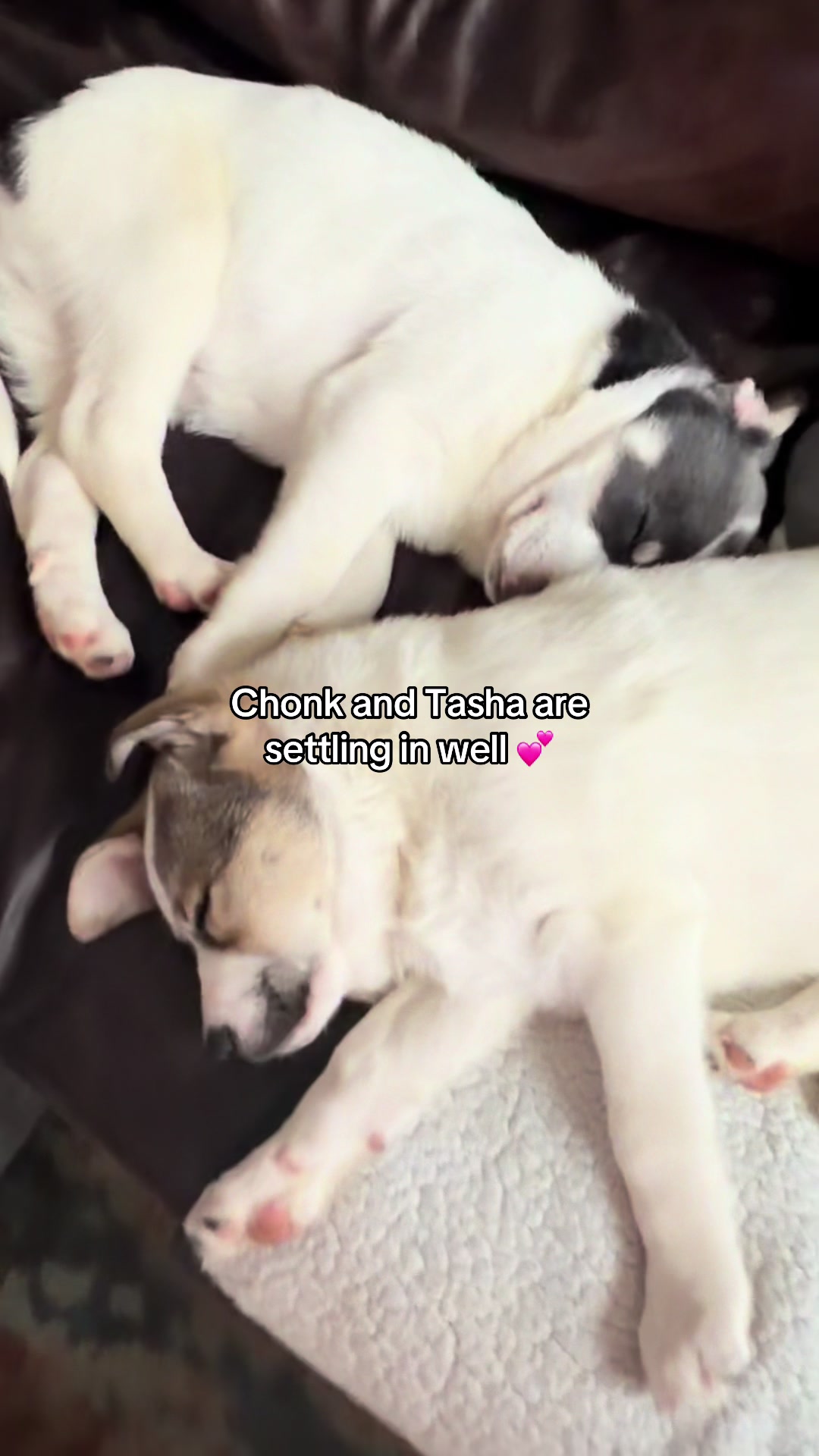 @Underdog Pet Rescue of WI