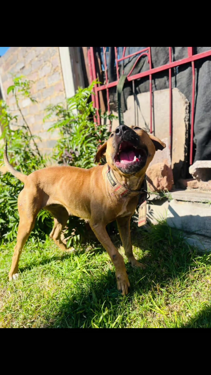 @game dogs apbt