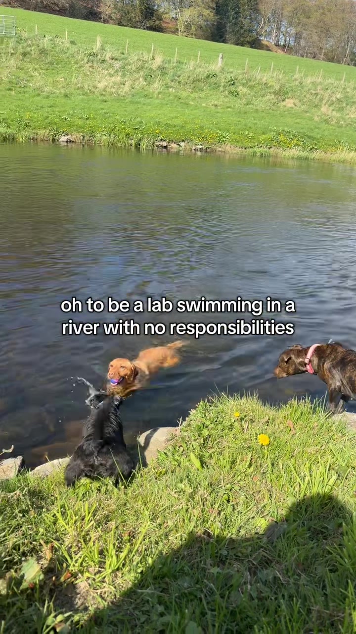 @Paws & Unwind | dog walker