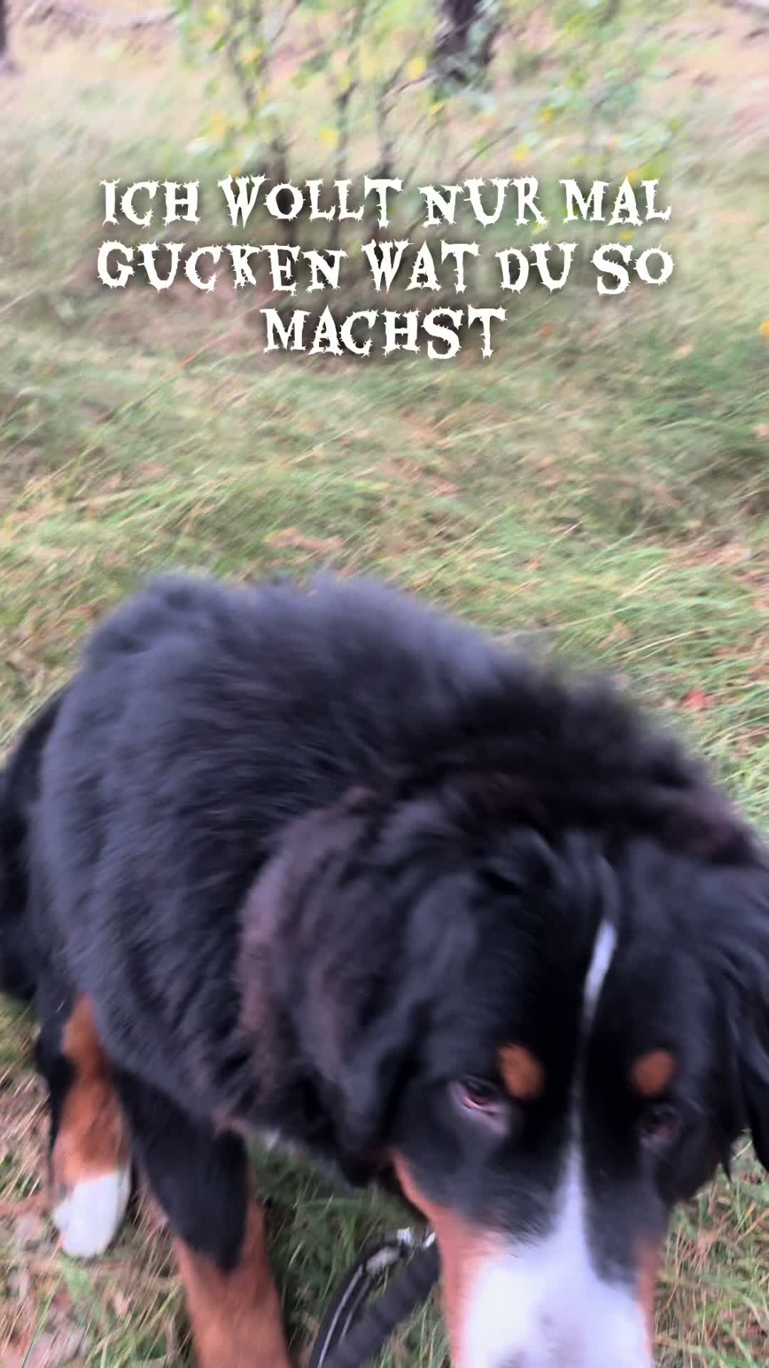 @Die Wuschels