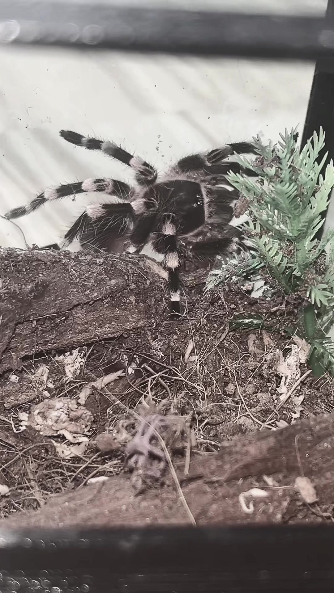 @🕷️𝔍𝔲𝔩𝔦𝔞🕷️