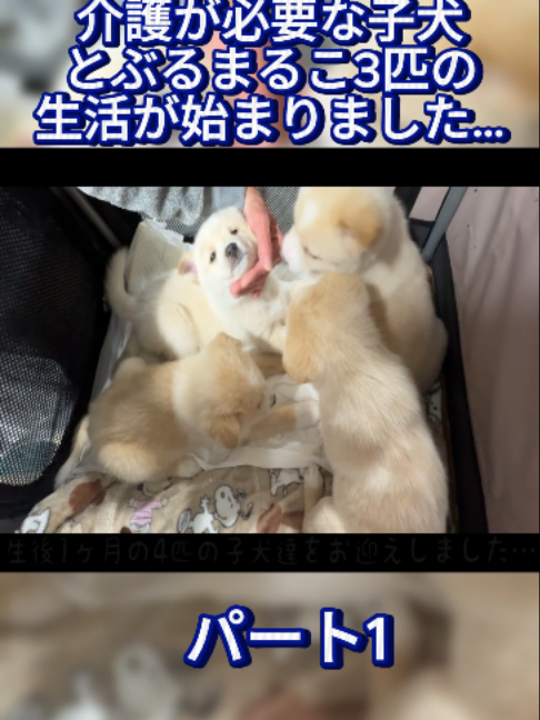 @ブルドッグぶるまるチャンネル Fan