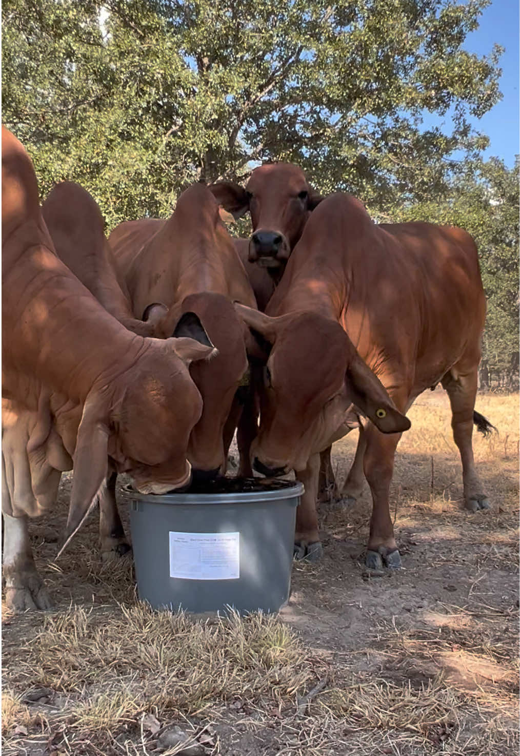 @The V6 Ranch