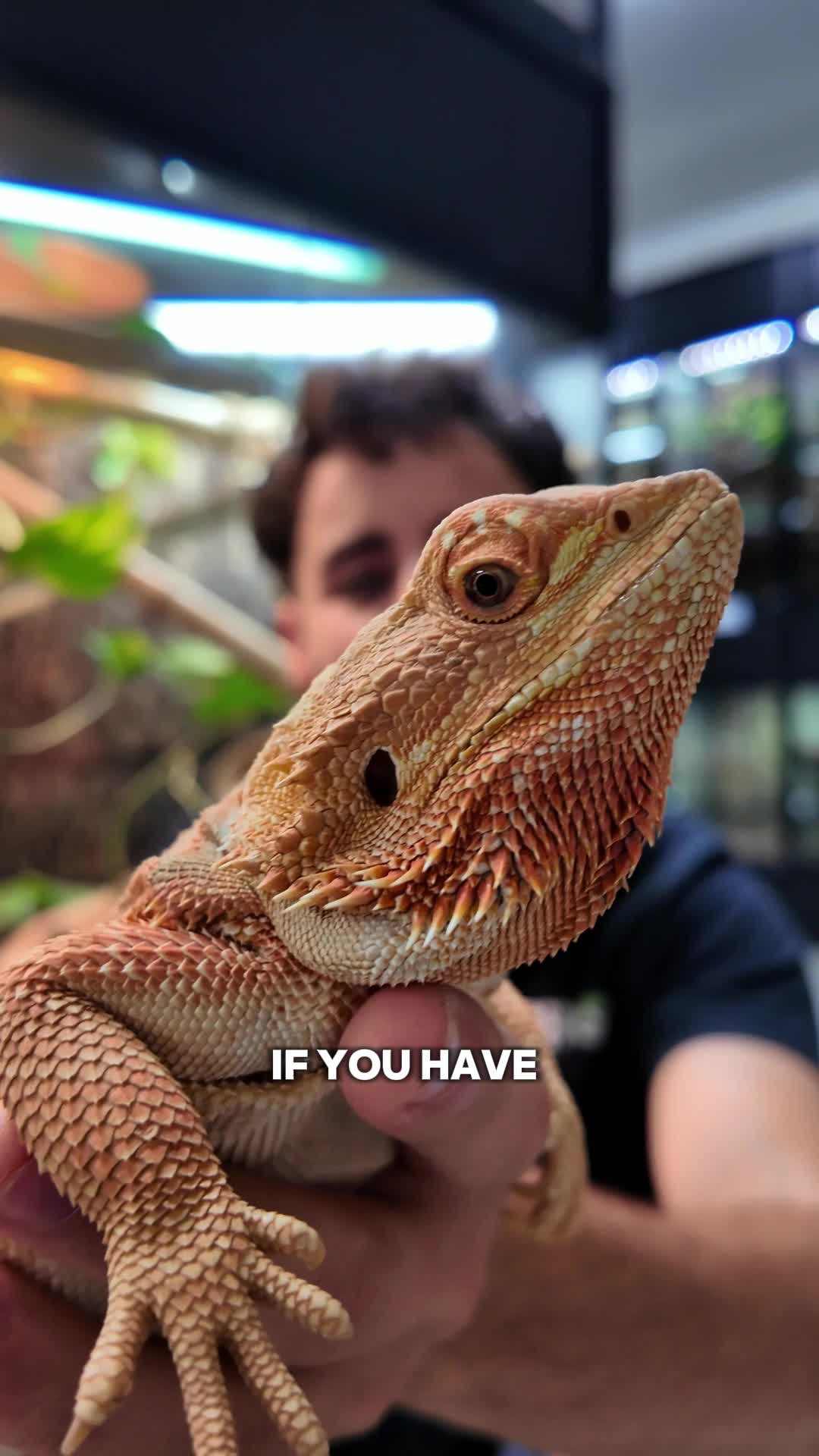 @prorep_reptile