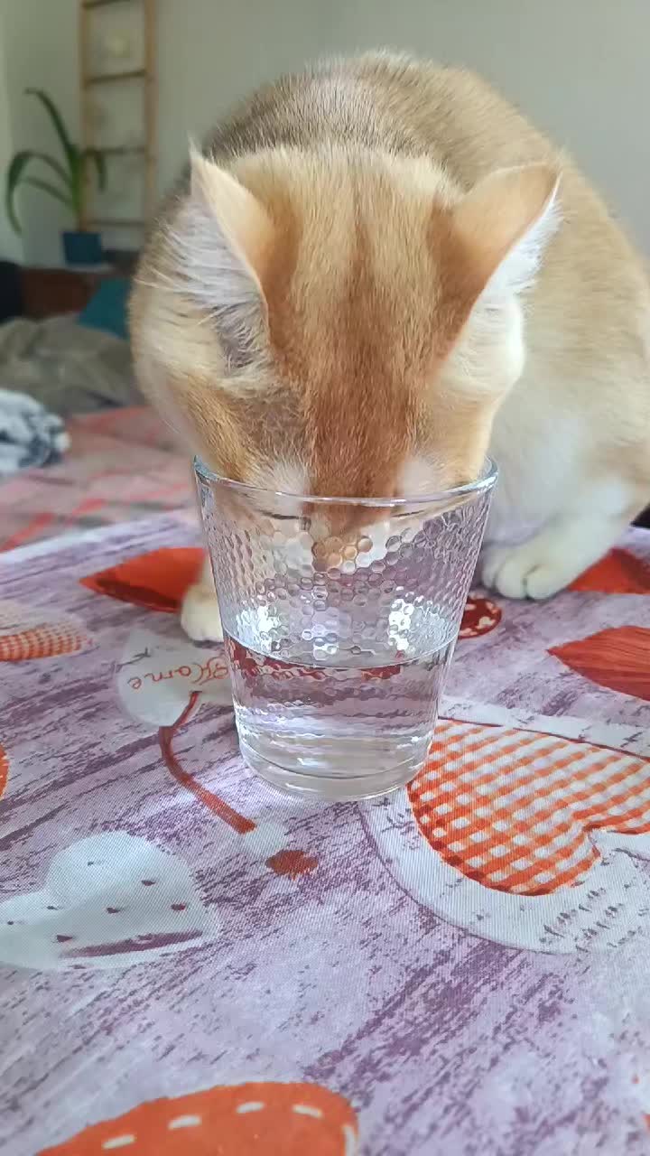 @Gaston & Margot 🐈♥️🐱
