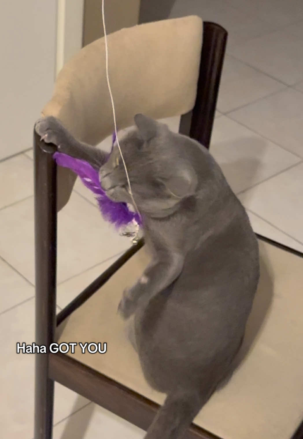 @Toby The Kitten