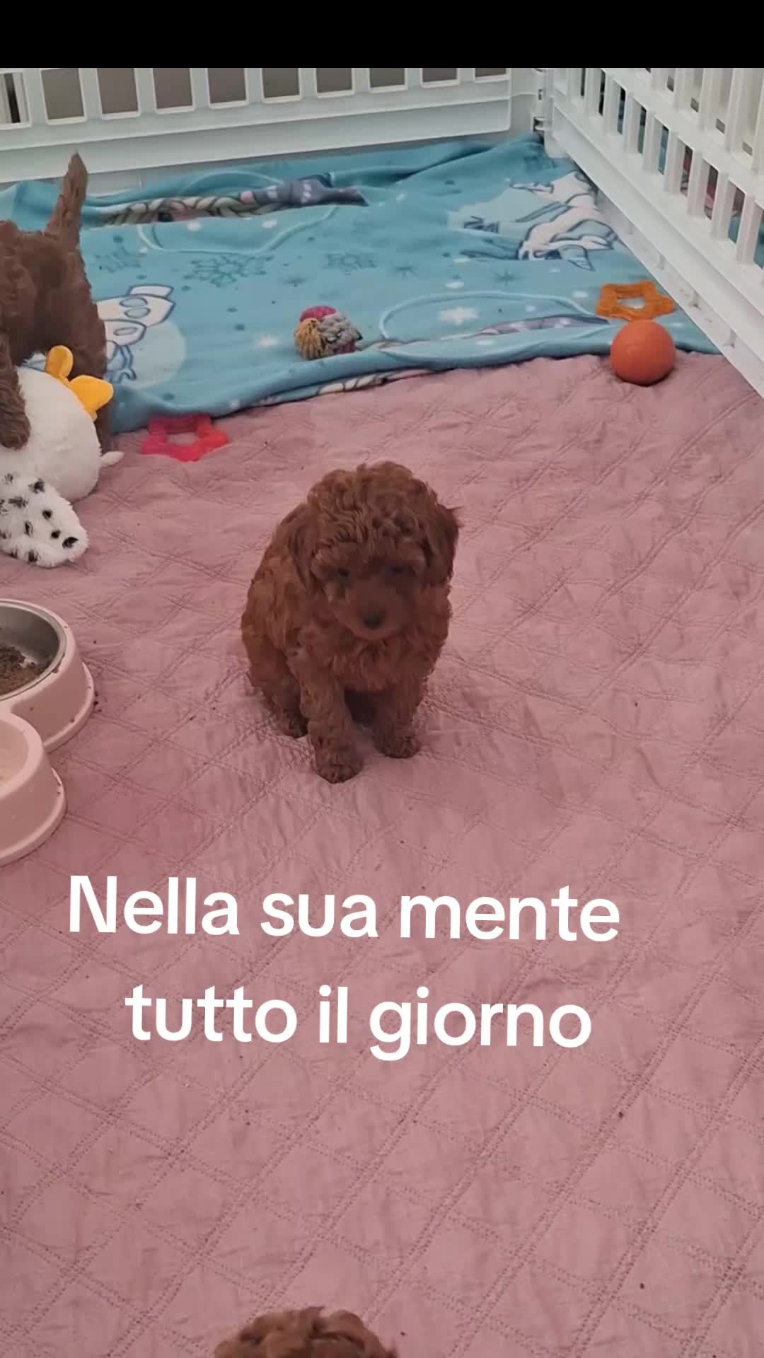 @MenaPalmieri