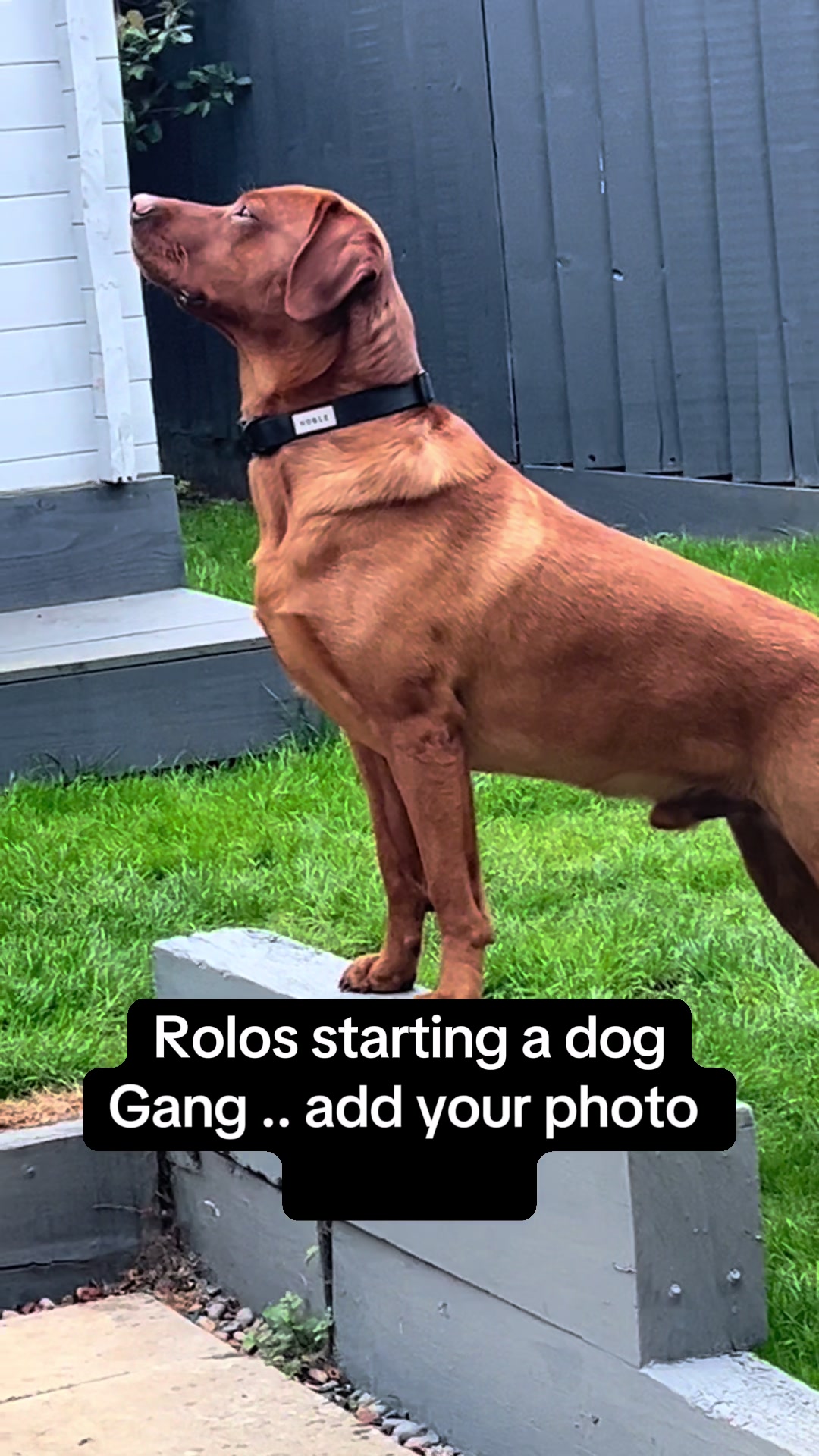 @Rolo🦮 fox red lab🐾🧡