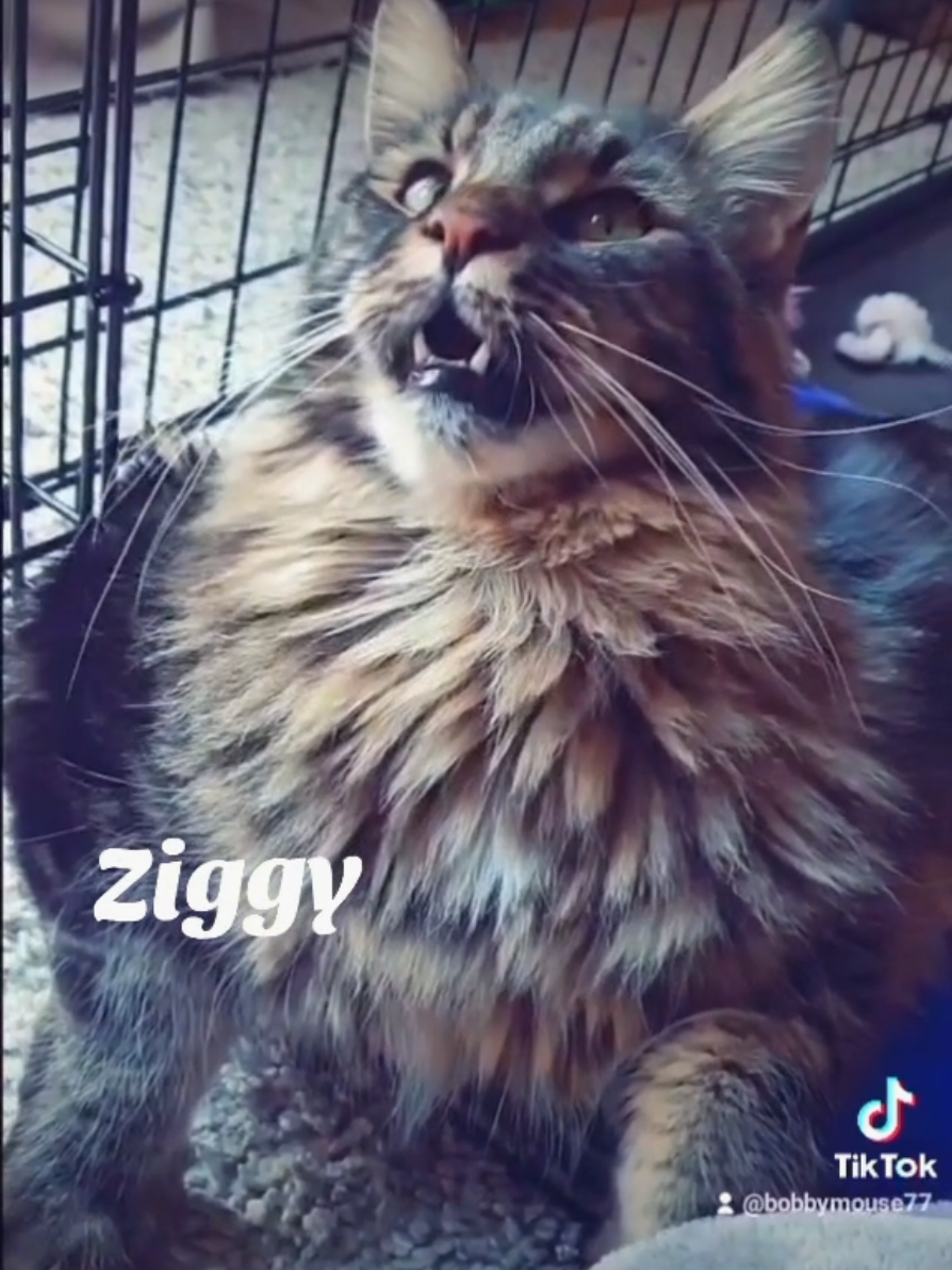@ZiggyandMarley