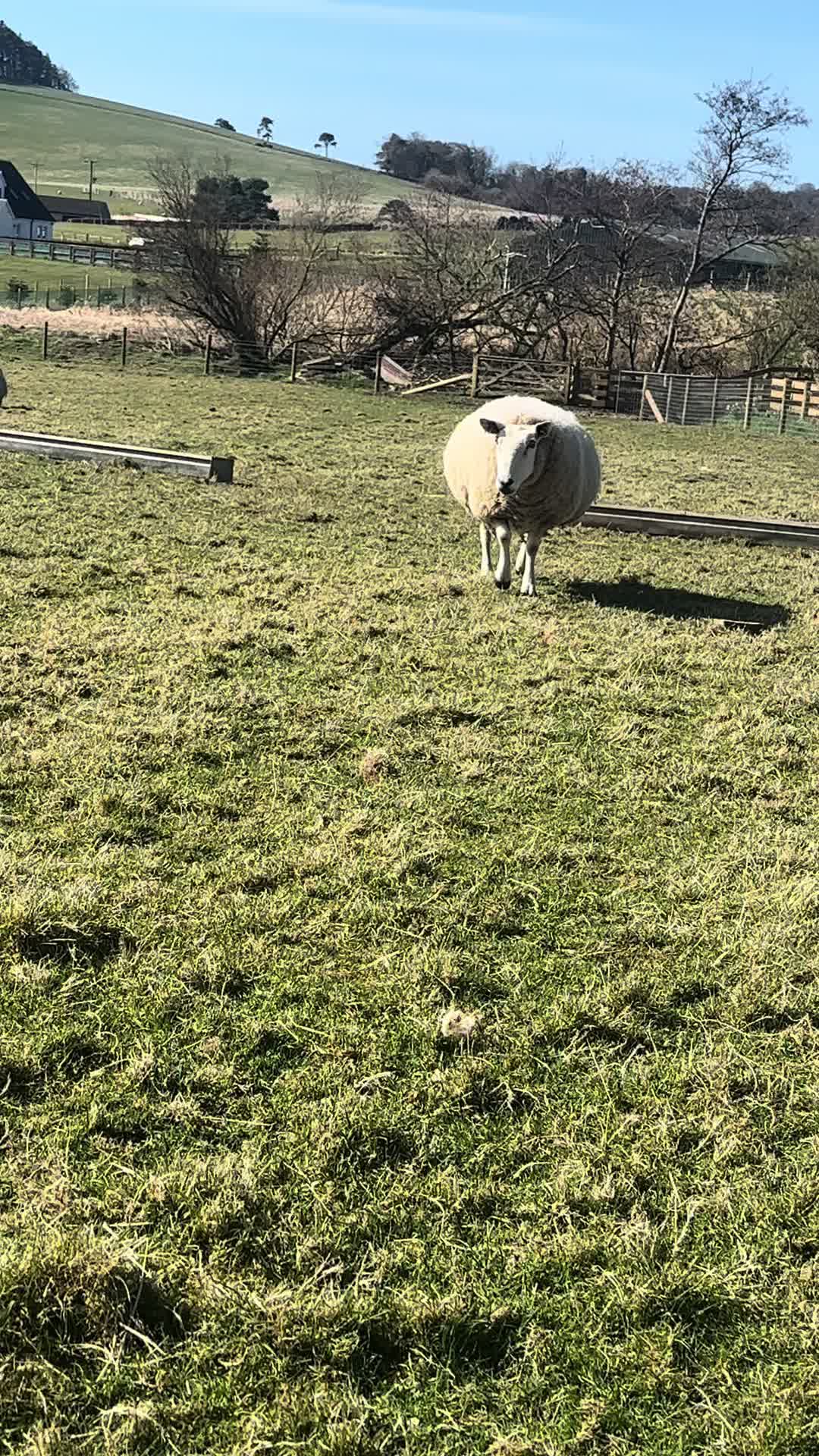 @Annavale&Biggarburn Shetlands