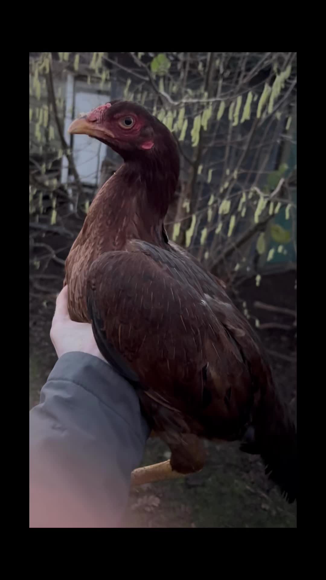 @Game birds