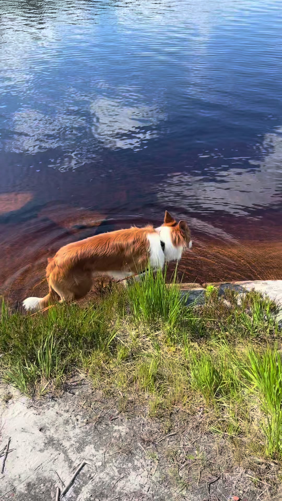 @Border Collie Bantay