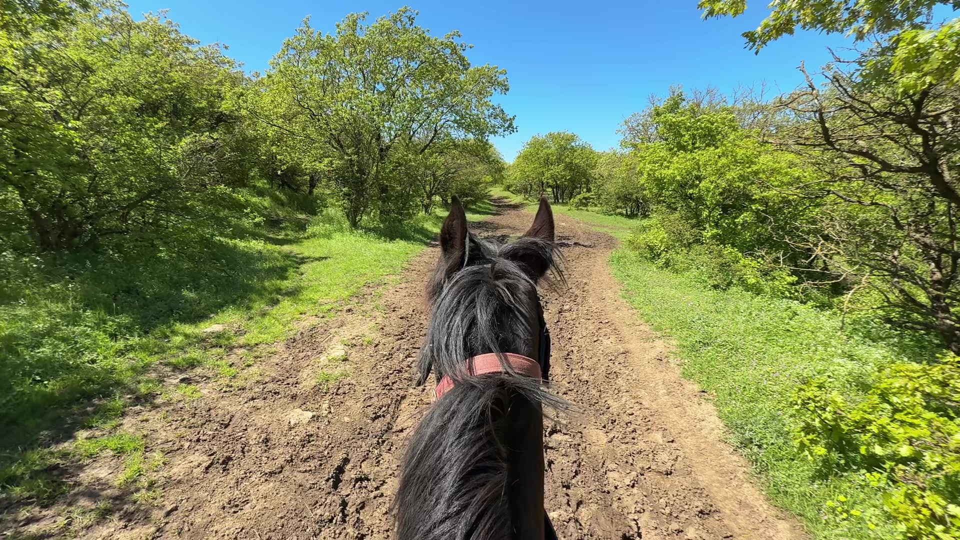 @horselakia