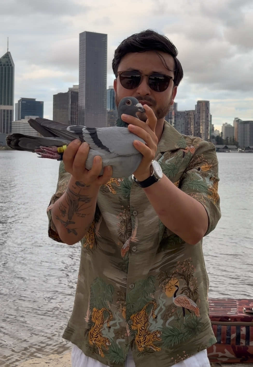 @pigeon.papii