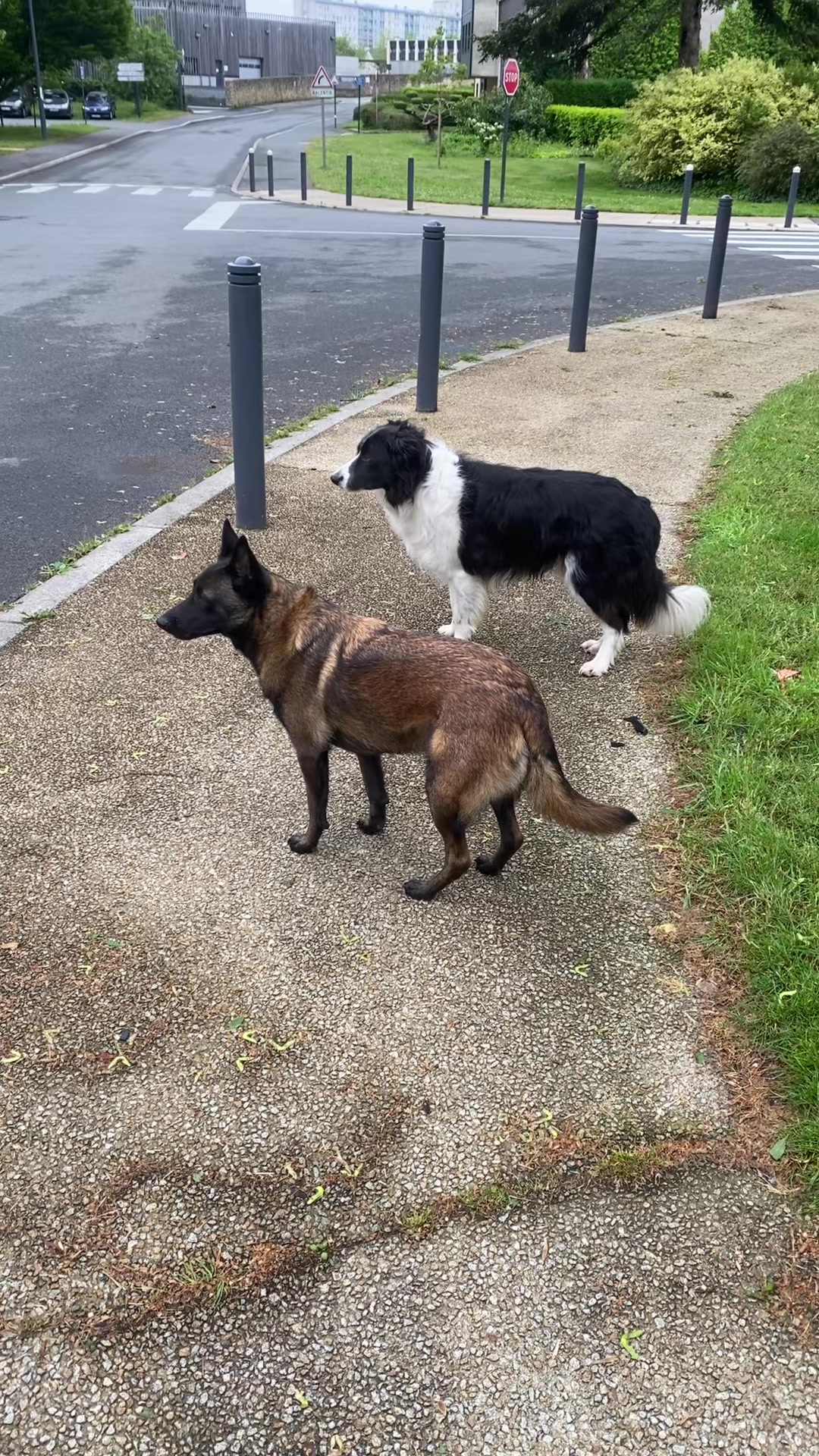 @PacoPacoPaco_le_chien