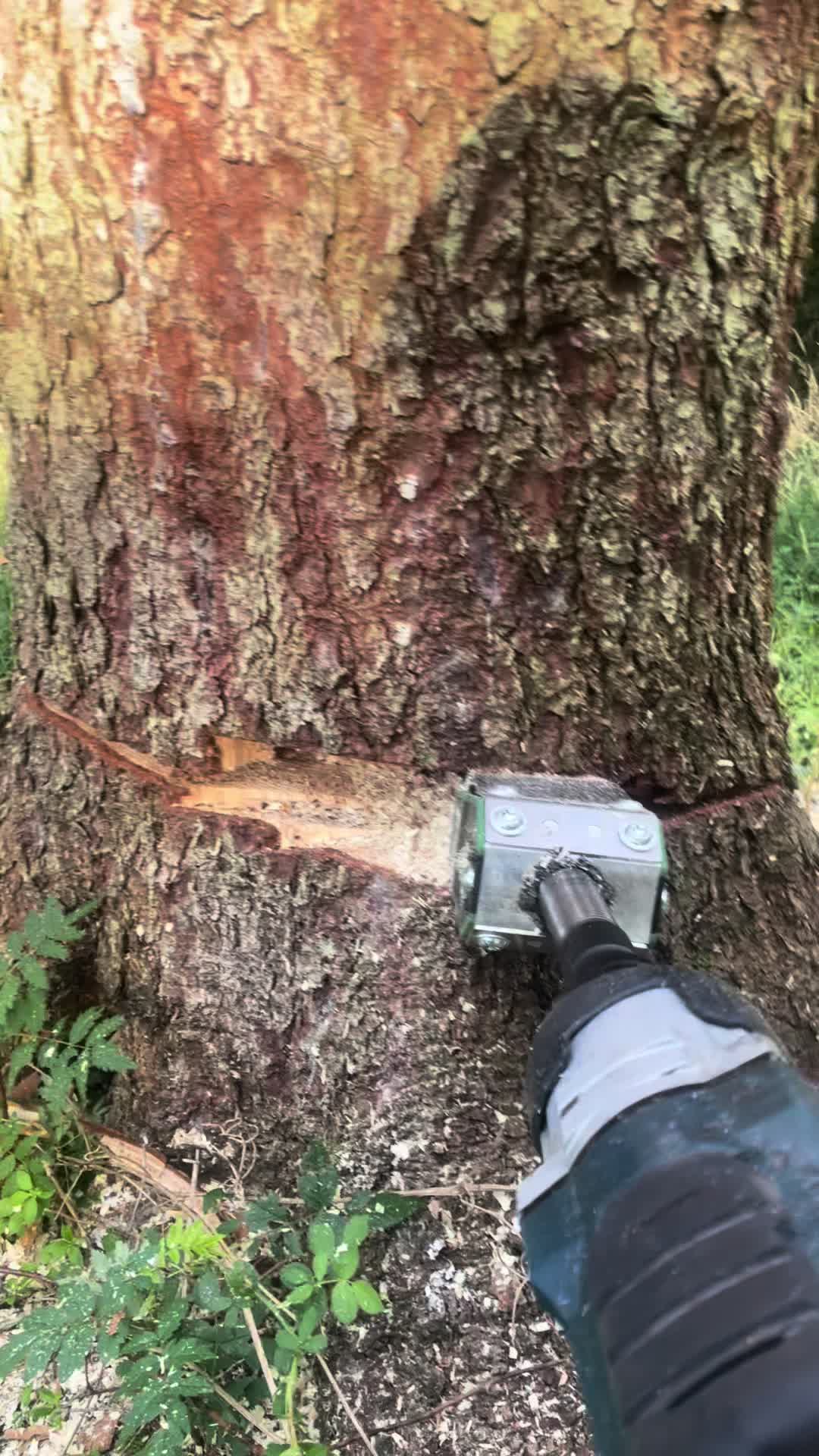 @Agrarius 🌲🇦🇹