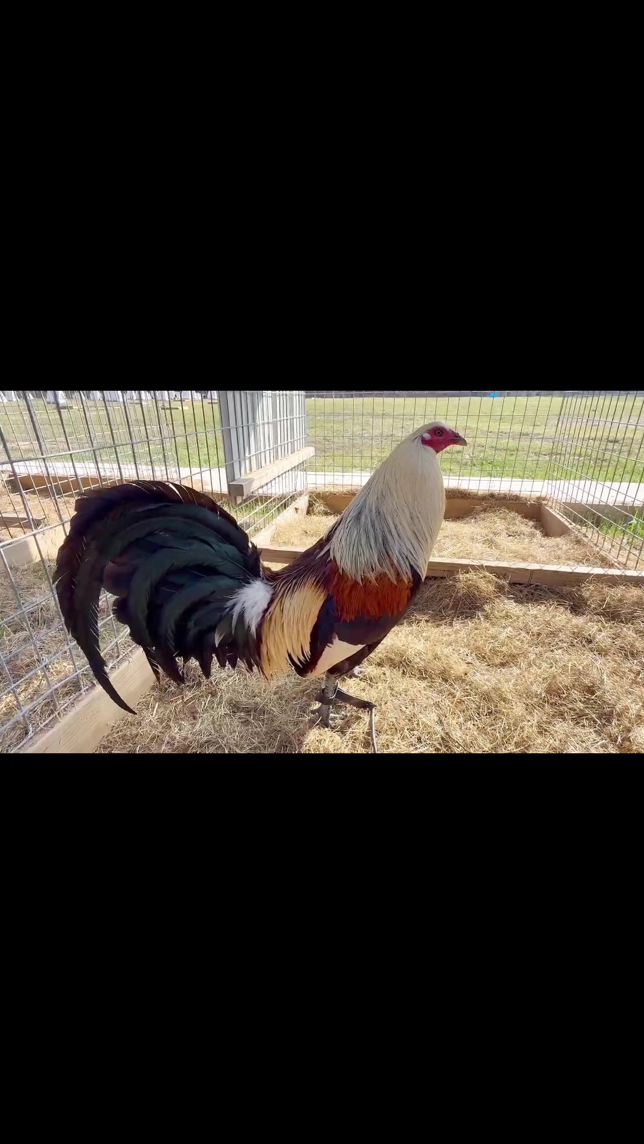 @Quốc Bảo ( baosting)