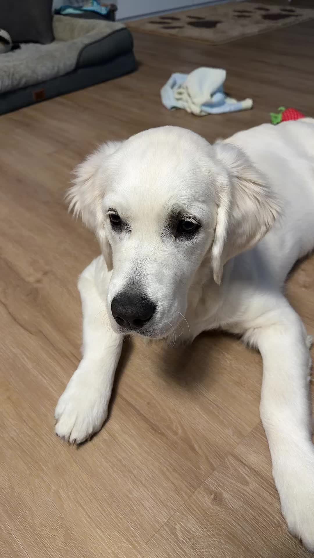 @Hiro 🐶