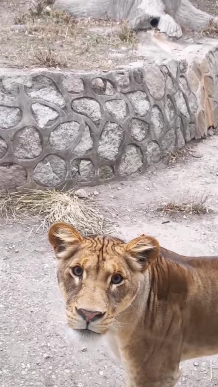 @Wild Kingdom