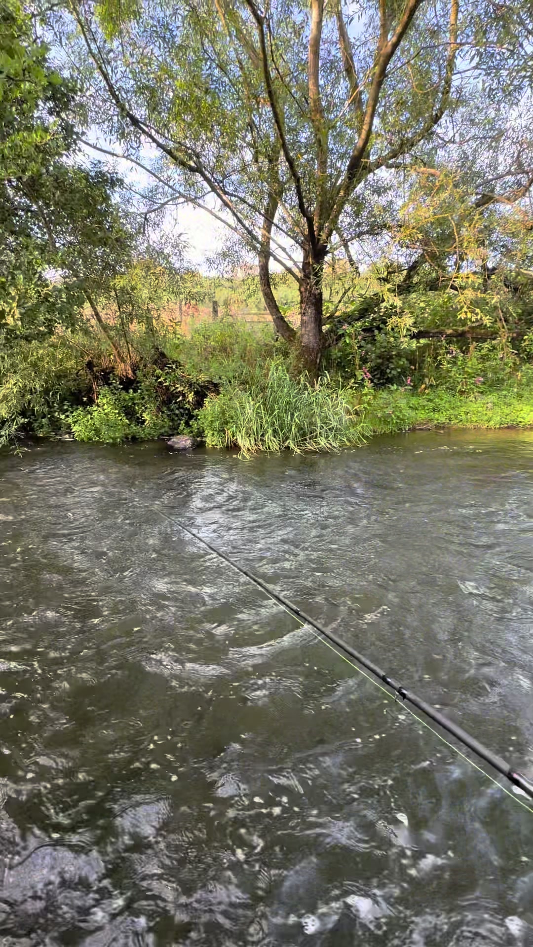 @Alba Trout 🏴