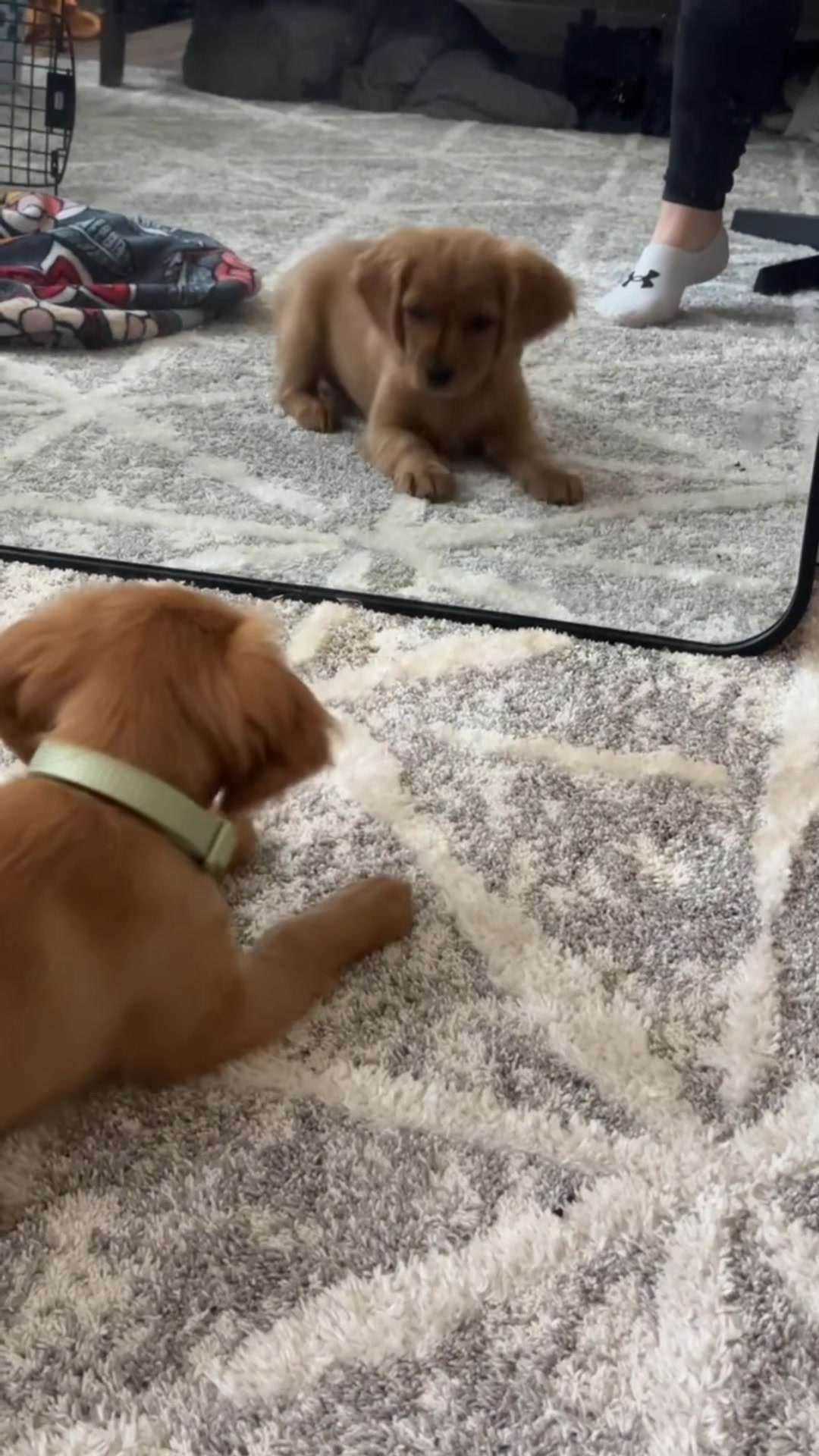 @Sage | Mini Golden Retriever