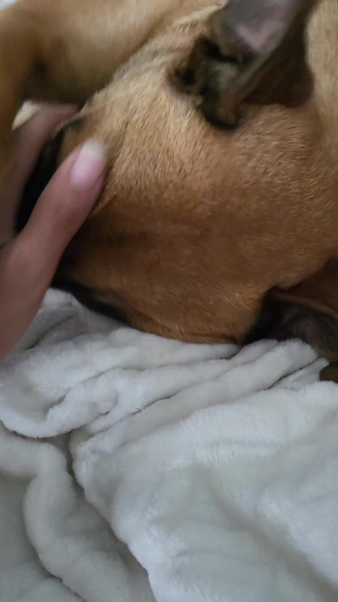 @Poppy Malinois, Korina & 🤡