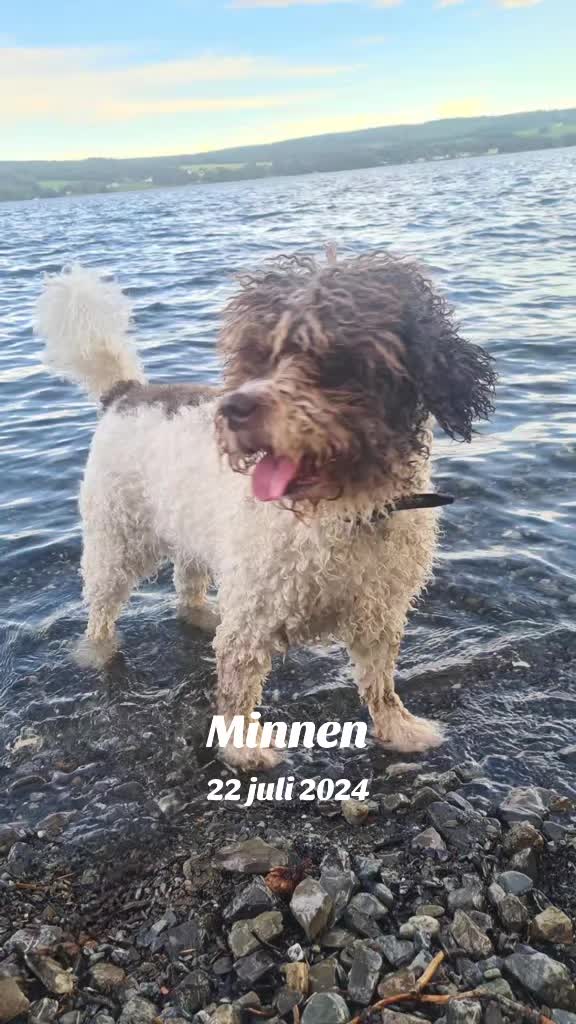 @🐾✨️mhdogs✨️🐾🇸🇪