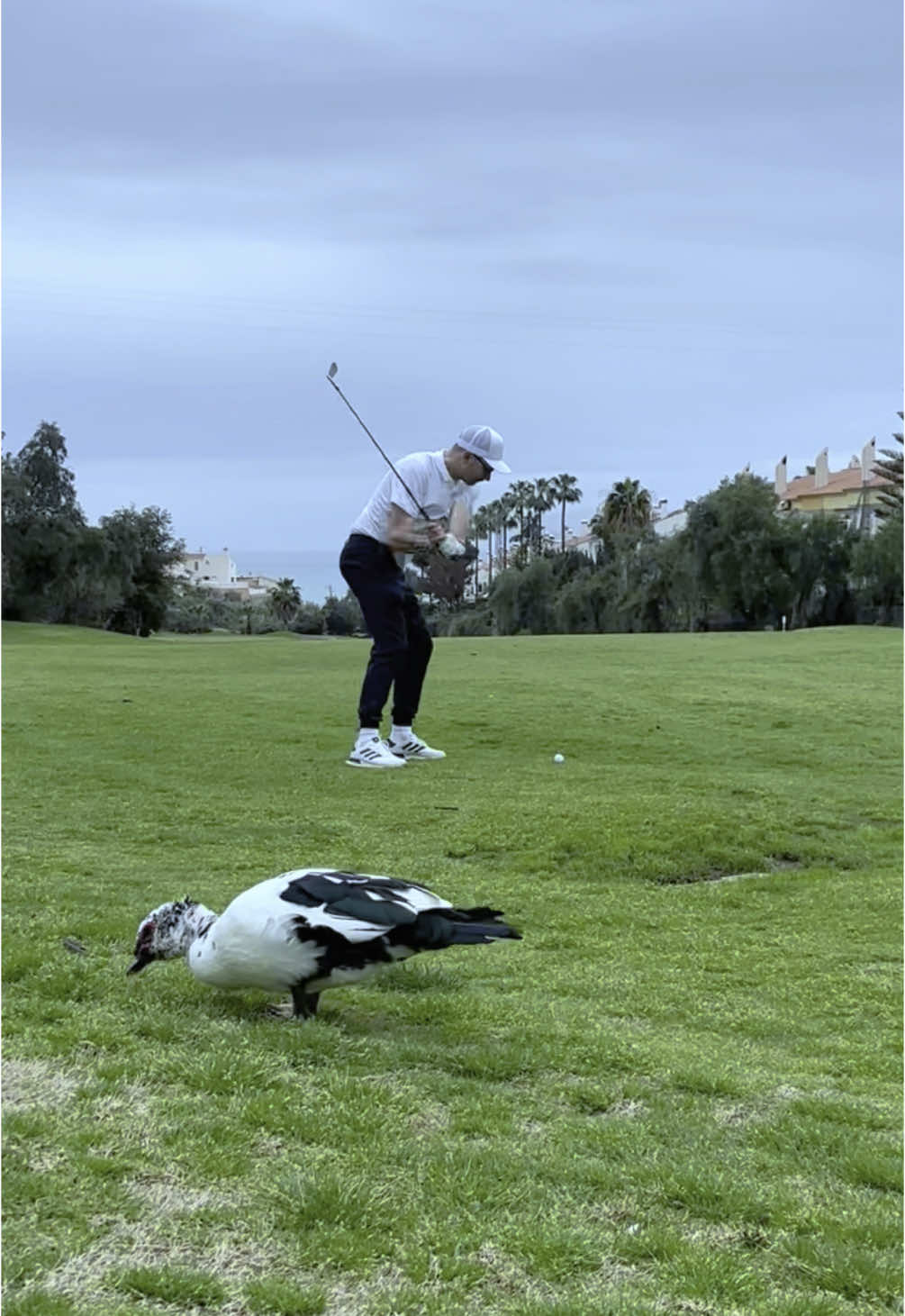 @pnlgolf