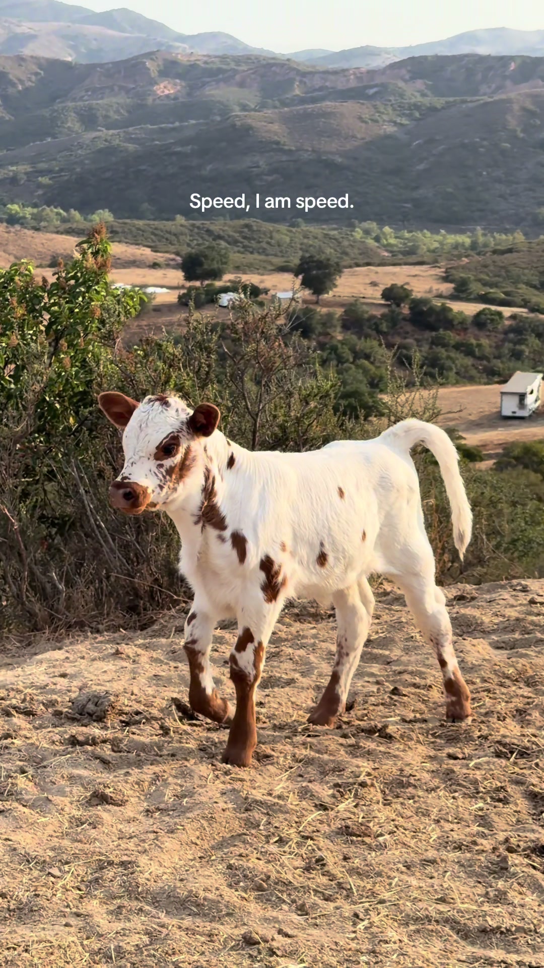 @hvrcattle