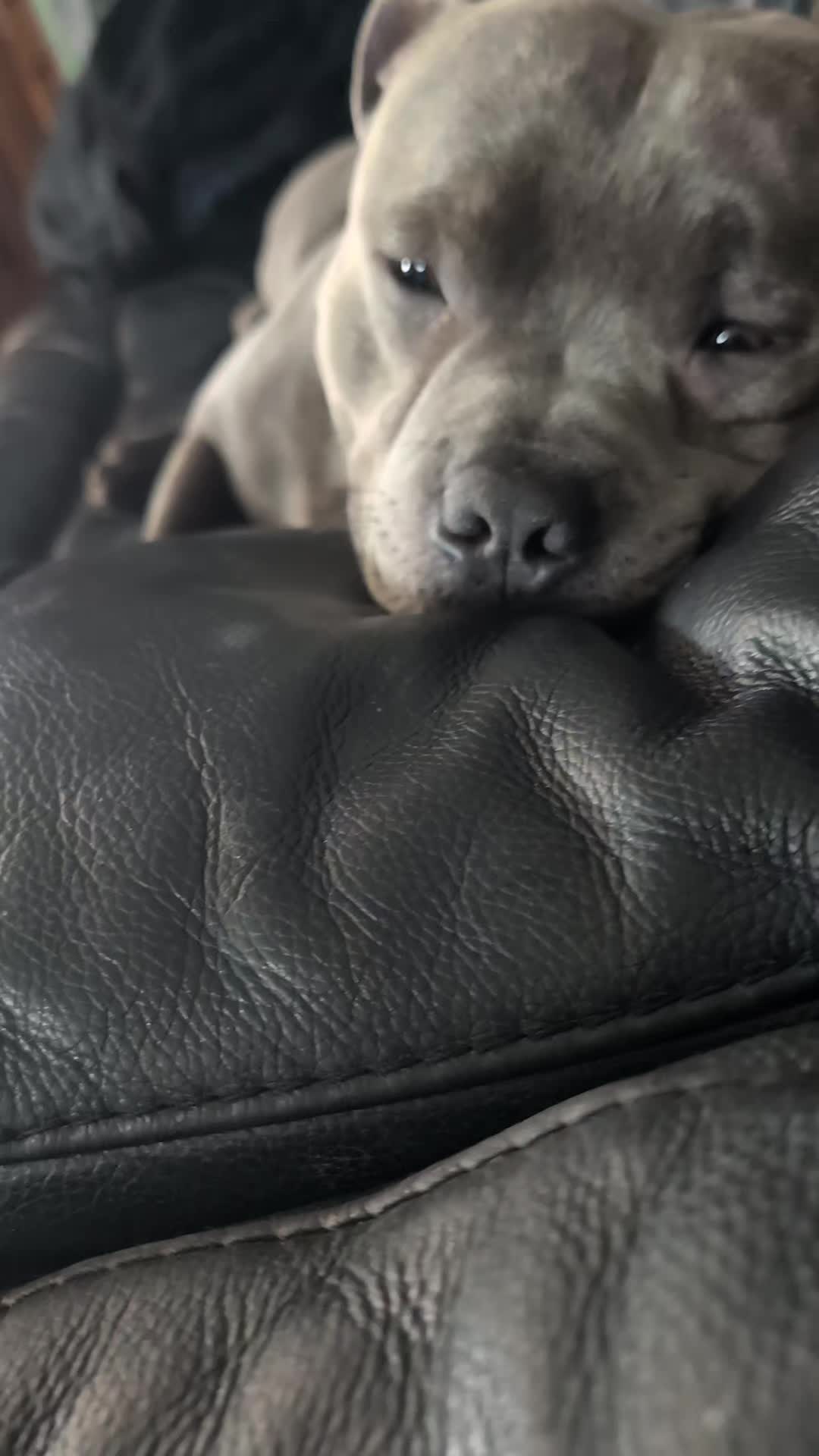 @The Blue Staffy Stanley