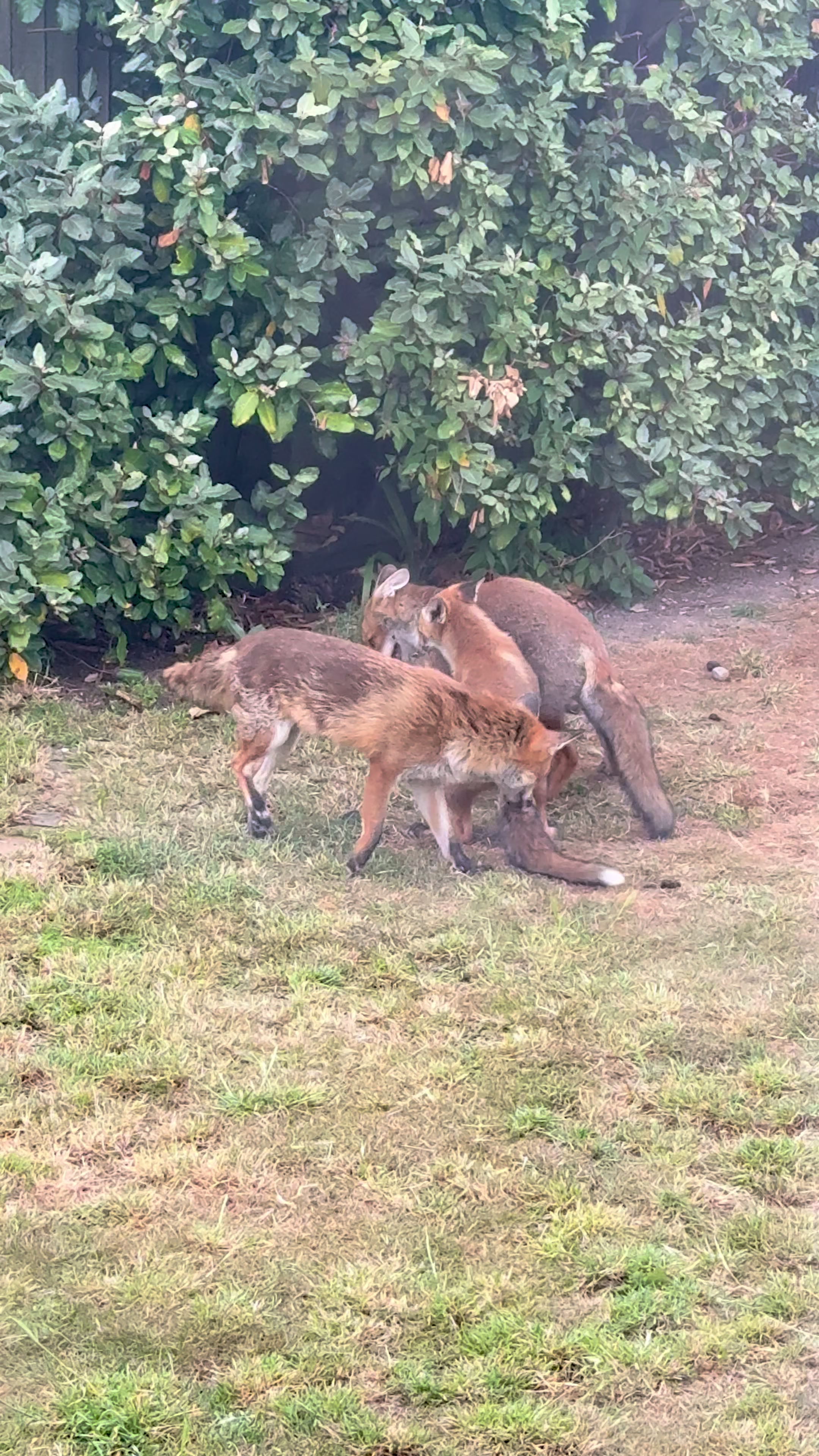 @gp_wildlife