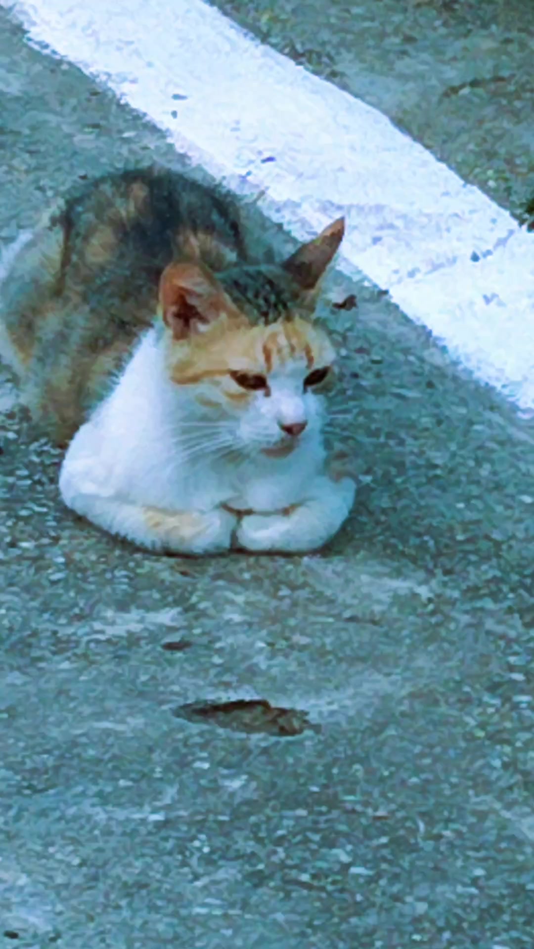 @Țăranul