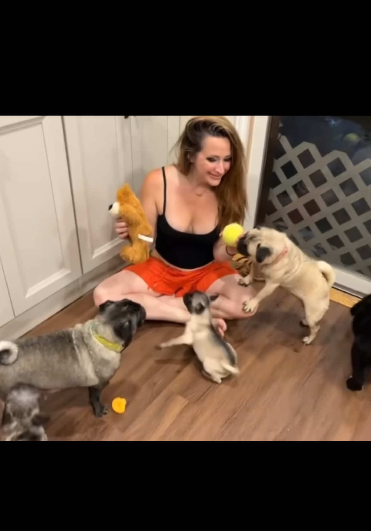 @PEARL - Quadruple-Amputee Pug