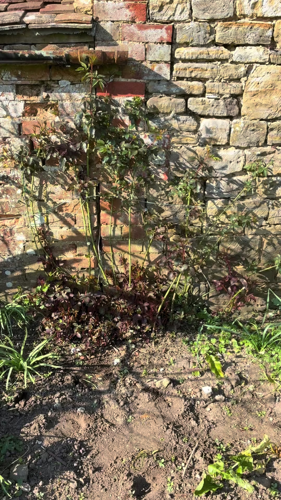 @All The Small Plants