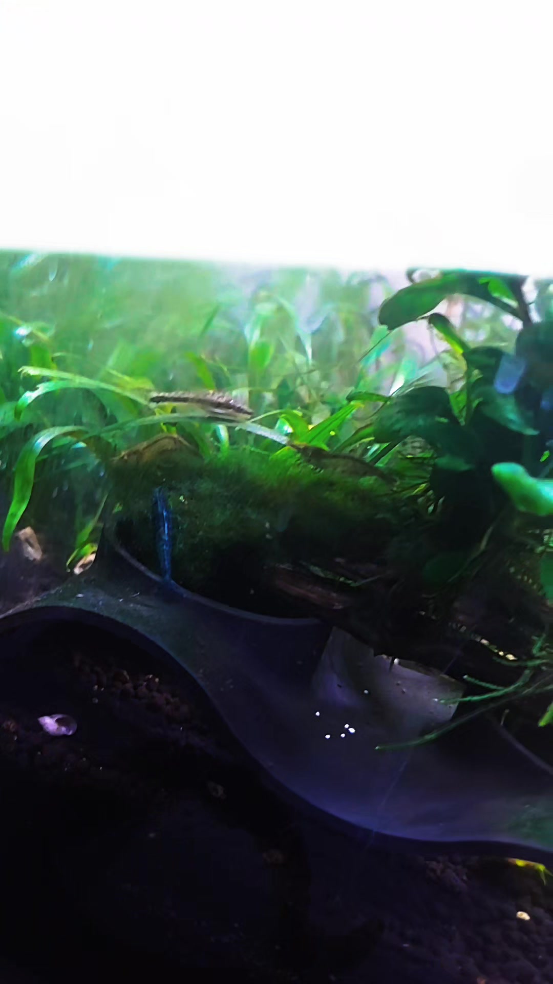 @🐌 AquaGirl ~ Here Fishy Fishy
