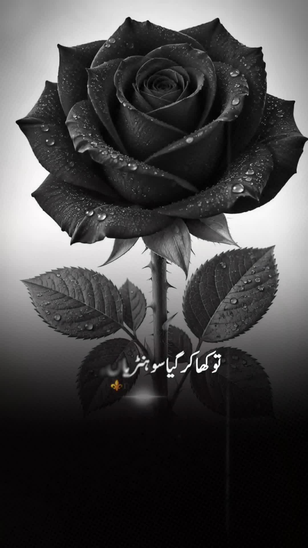 @Ishk Murshad