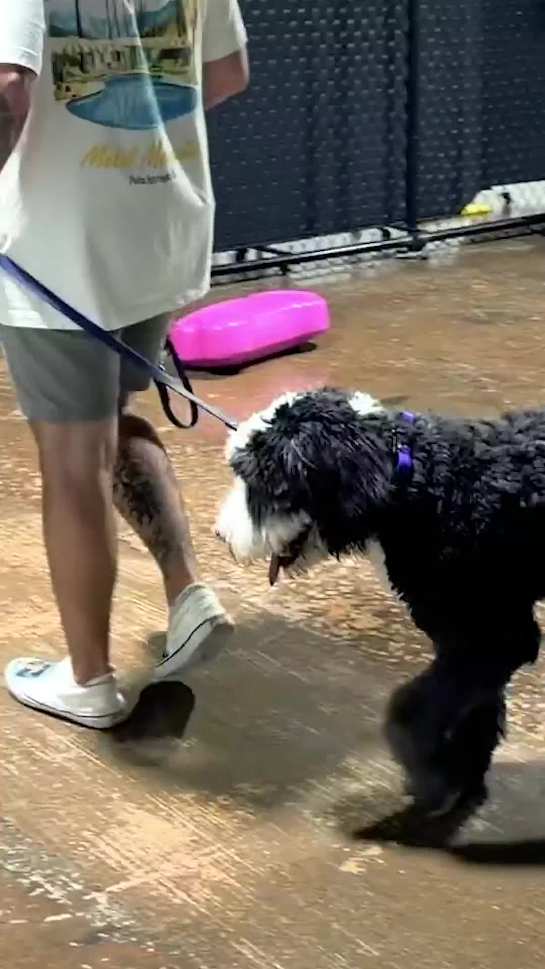 @Miracle K9 Training