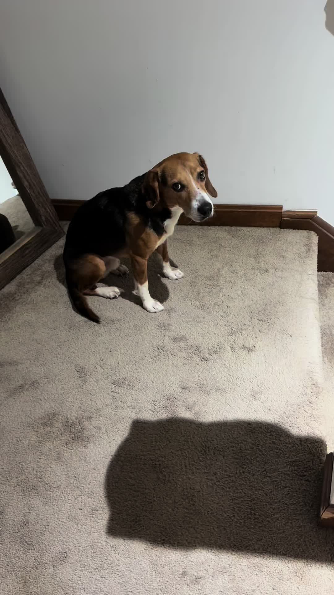 @ThatBeagleGus