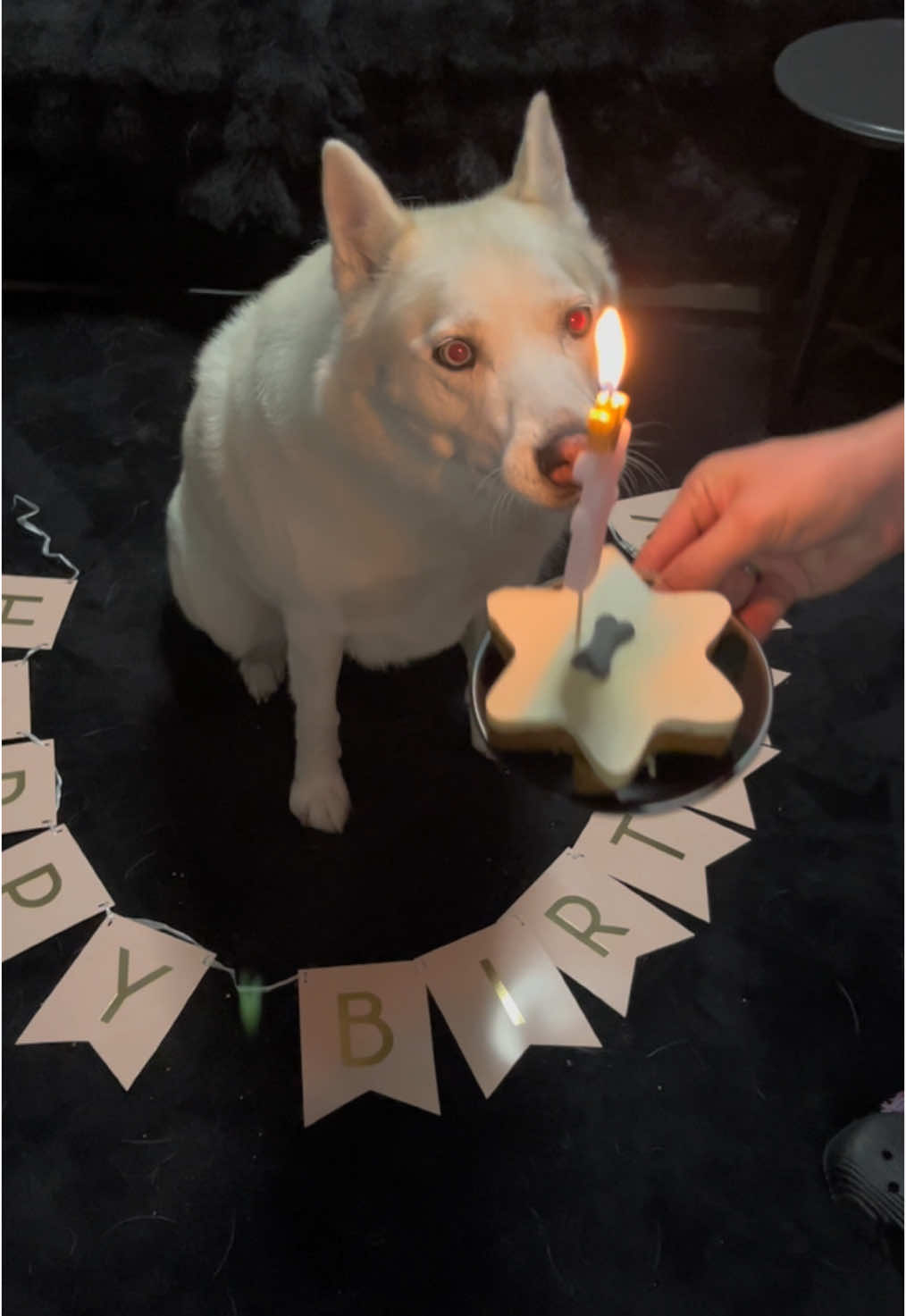 @Yuzukii & Pixie