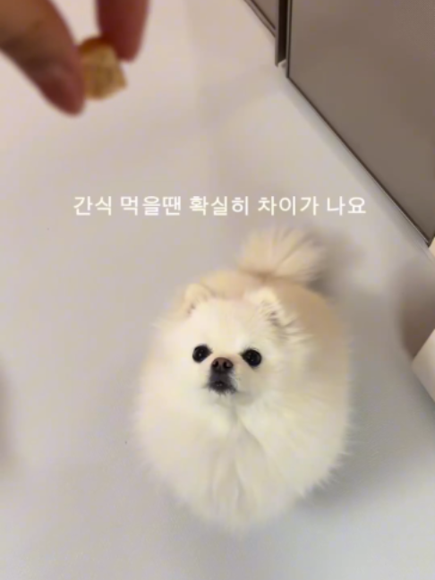 @멍멍일기