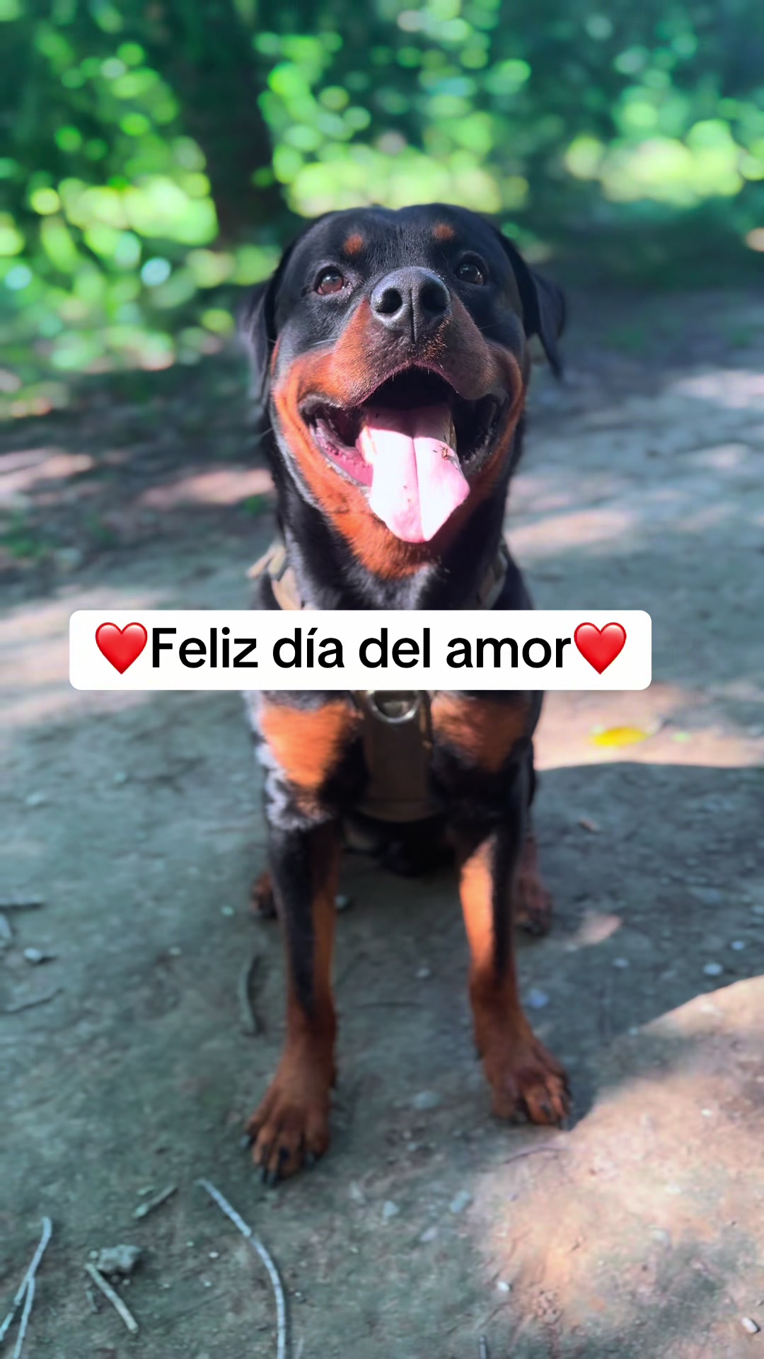 @José Ramos & Anubis Rottweiler