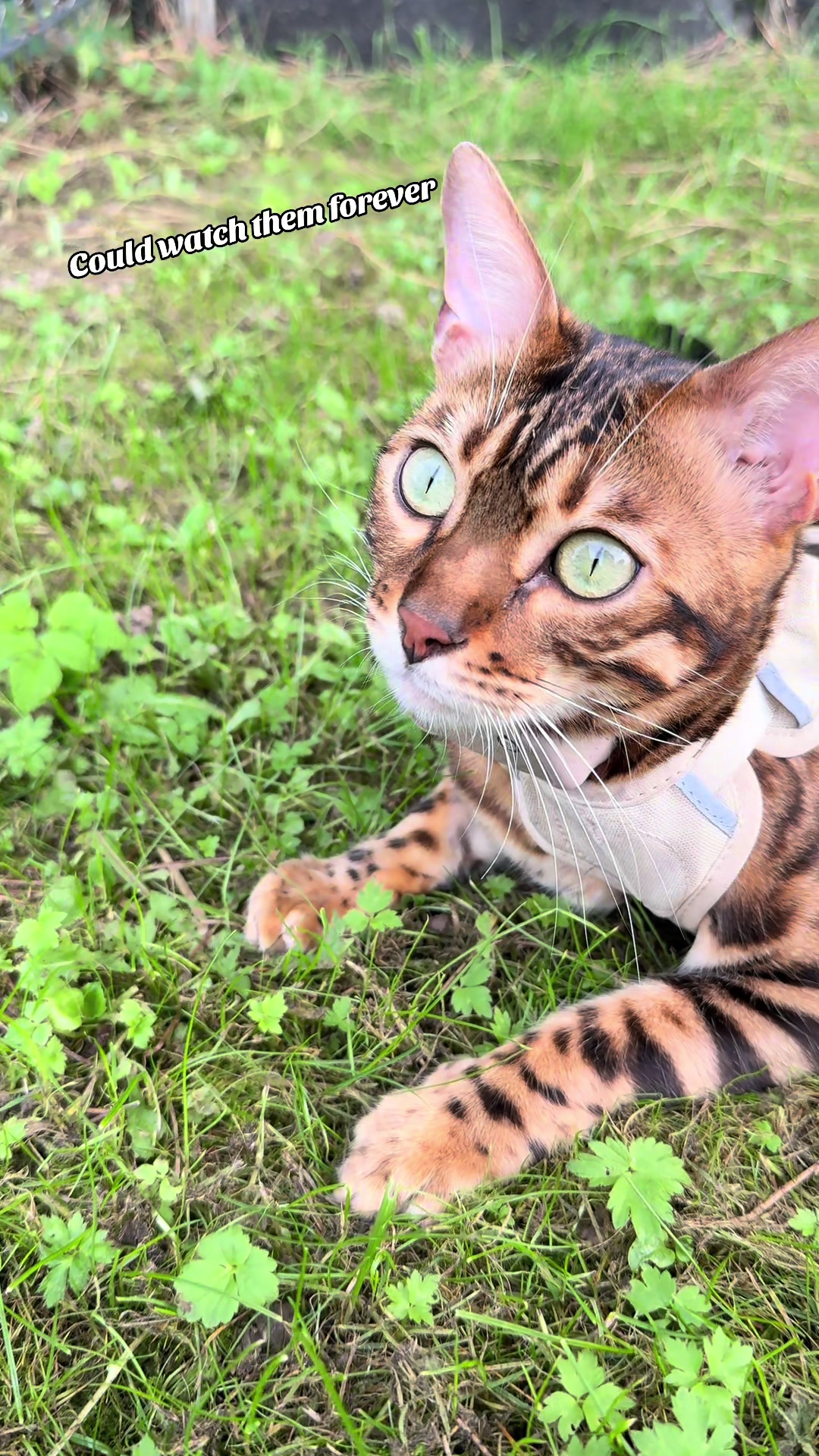 @Cat Mommy 🐆🤎
