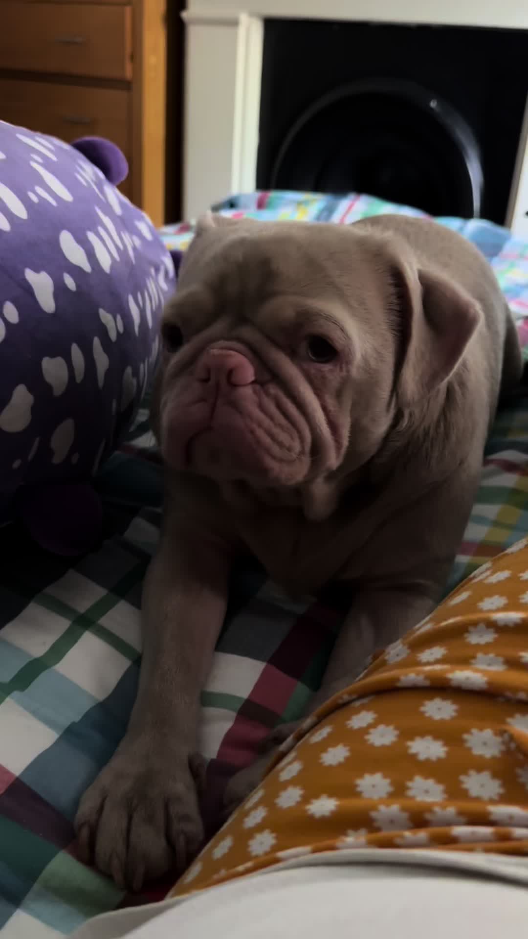 @pinkpugrufus