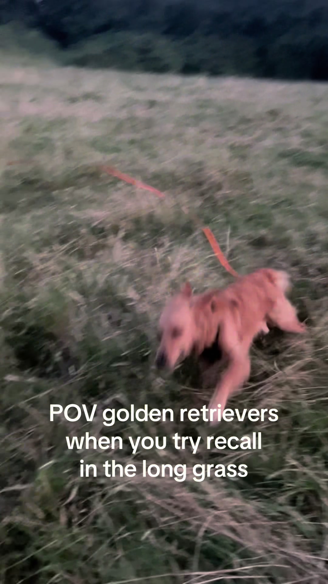 @golden boy