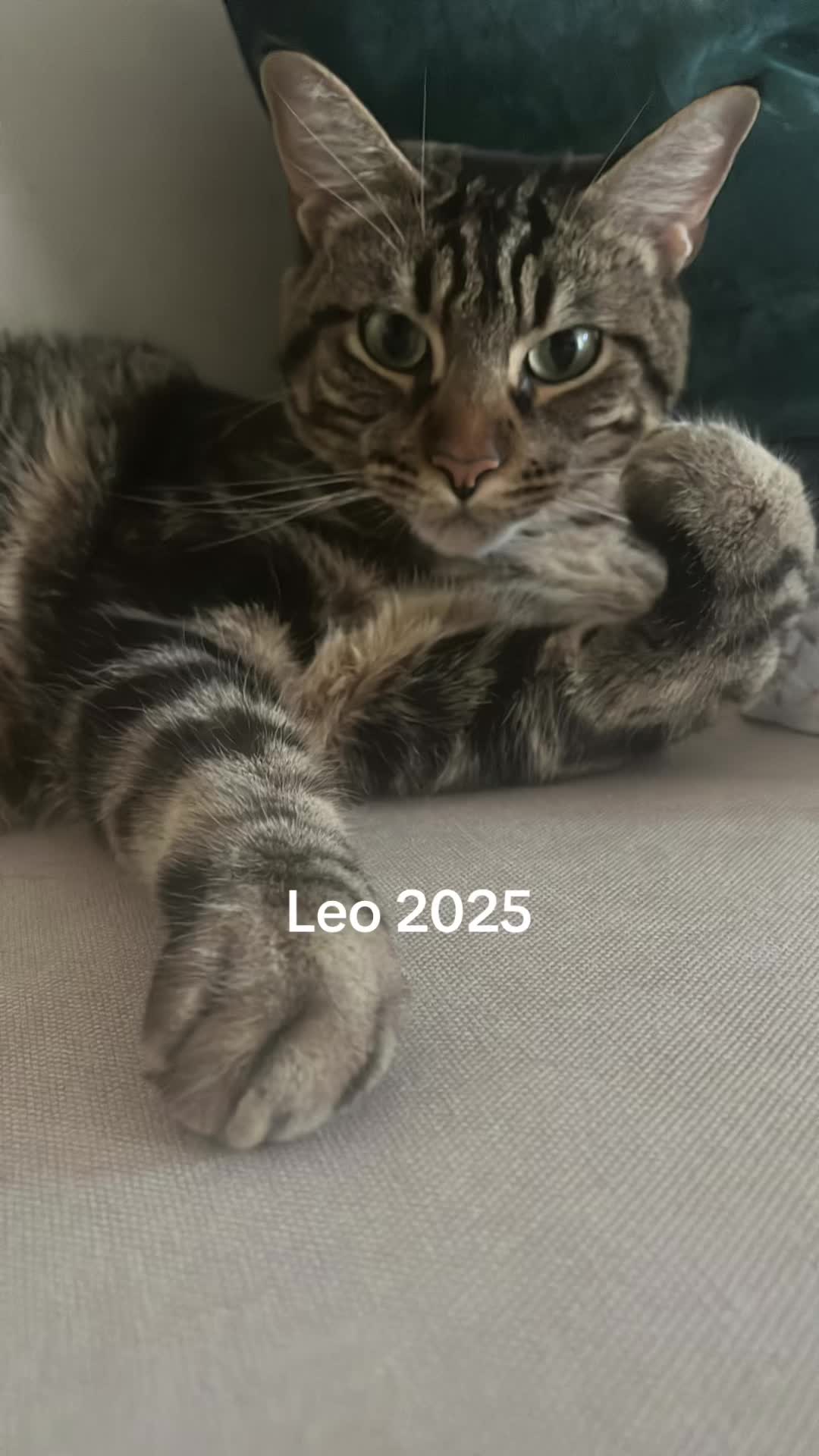 @Cloe-Leo 🤍🧡cats